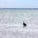 Heron in bay at Galveston, Texas