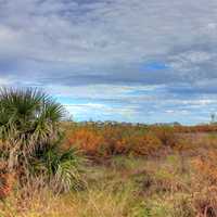 Plants and shrubs at galveston Island State Park, Texas