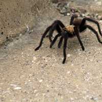 Big Tarantula at Guadalupe Mountains National Park