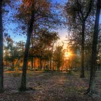 Sunset Behind Trees in Houston, Texas