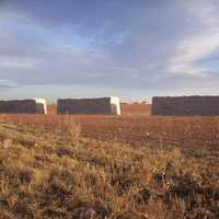 Cotton modules and landscape in Texas