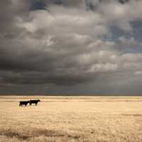 Two cows under the clouds on the plains
