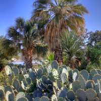 Cacti and Trees in San Antonio, Texas