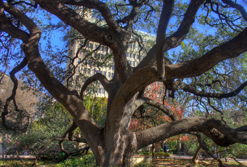 Tree in Alamo Garden in San Antonio, Texas image Free stock photo