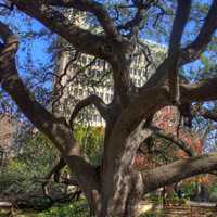 Tree in Alamo Garden in San Antonio, Texas