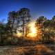 Sunset between the Trees at San Jacinto Monument, Texas