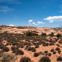 Desert Landscape with small shrub plants