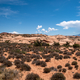 Desert Landscape with small shrub plants