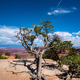 Trees on the Canyon Rim