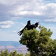 Two Crows on the Pine Trees