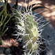 Close Ups of the Prickly Pear