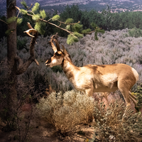 Desert Antelope model