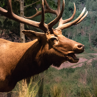 Elk head with Antlers