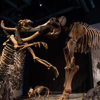 Giant Ground Sloth and Mastadon