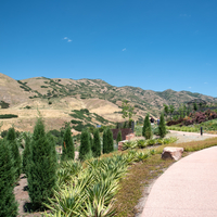 Hills landscape and small trees