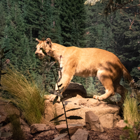 Mountain Lion Model
