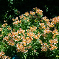 Orange Flowers at the Botanical Gardens