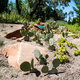 Cactus in the Desert Garden