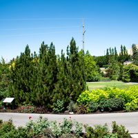 Rose Garden with Trees and flowers