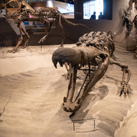 The Giant Croc Deinosuchus