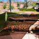 Three Giant Lizard Statues