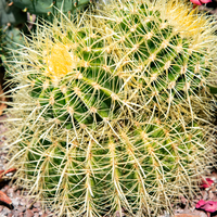 Yellow spines on ball Cactus