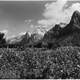 East side of Zion Canyon in 1929 in Utah