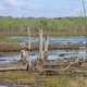 Cranberry Pond landscape with swamp