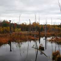 Fall nature, leaves, and foilage at Stephen Young Marsh