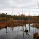 Fall nature, leaves, and foilage at Stephen Young Marsh