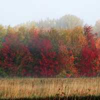 Fall Trees in the fog
