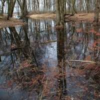 Forest wetlands