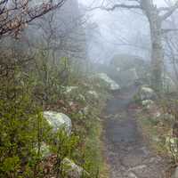 Very Foggy Mountain Path on the Peaks of Otter Trail