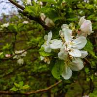 White blooming Flowers on the Blue Ridge Parkway