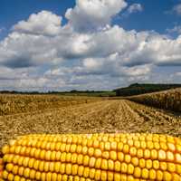 Ear of Corn in the Harvest Fields in Virginia