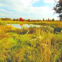 Fall Colors with grasses and trees