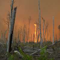 Fire at great dismal swamp refuge