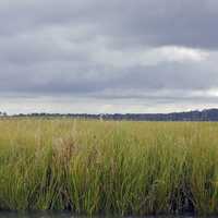 Tall Marsh Grasses under thick clouds