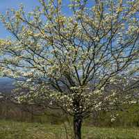 White flowers during the spring bloom on a tree in Shenandoah National Park