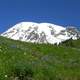 Wildflower Meadow near Paradise in Mount Rainier National Park, Washington