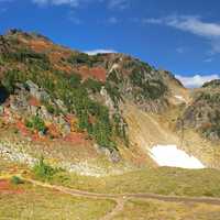 Tree growing on the Mountains at Yellow Aster Butte