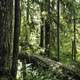 Forest at Olympic National Park, Washington