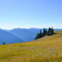 Mountain and Meadow in Olympic National Park in Washington