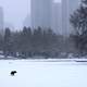 Dog in the snowy city landscape