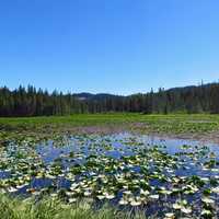 Lilypads in the pond at Mount Adams Wilderness