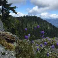 Purple Flowers on the Mountain in Washington
