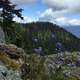 Purple Flowers on the Mountain in Washington