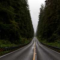 Road Corridor through Olympic National Forest, Washington