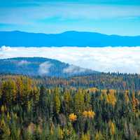 Trees and Forest landscape with clouds and mountains in Northeast Washington