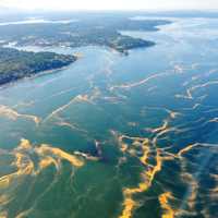 Waters of Pudget Sound after drought and Blob